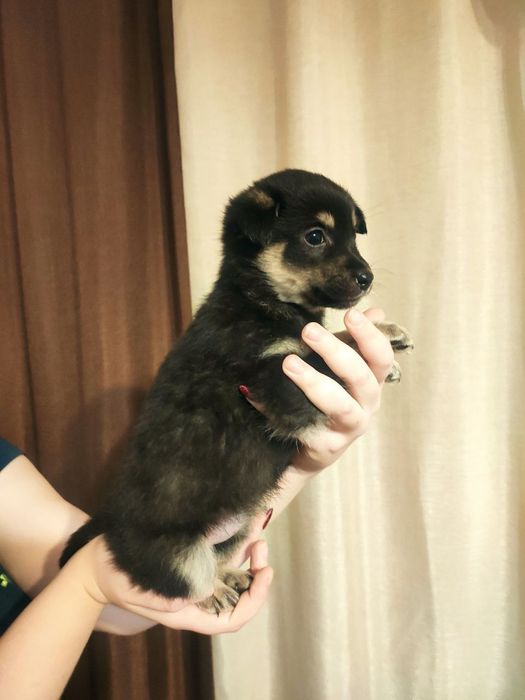 Шукає домівку собачка-дівчинка