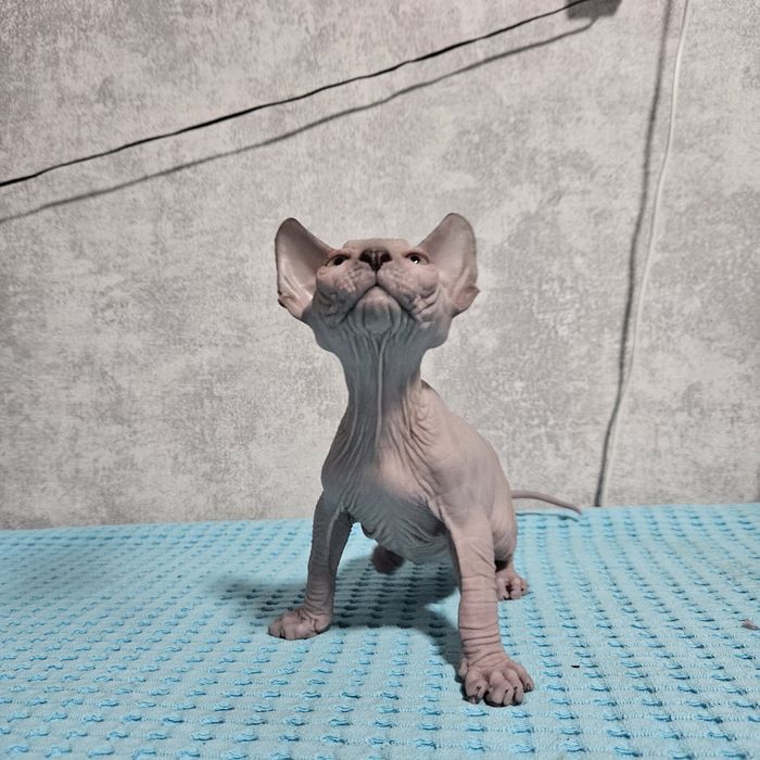 Кошеня Канадського сфінкса