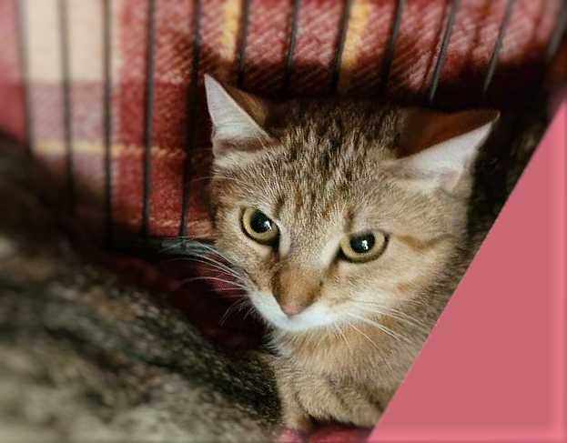 Врятуйте милу розумну кішку Емму менше року стерилізована в добрі руки