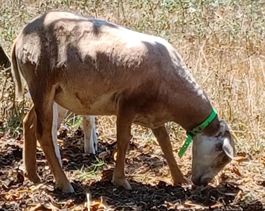 Borrega (Merino x Camarão)  para criar