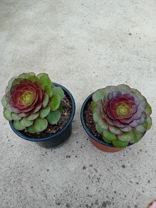 Suculentas promoção