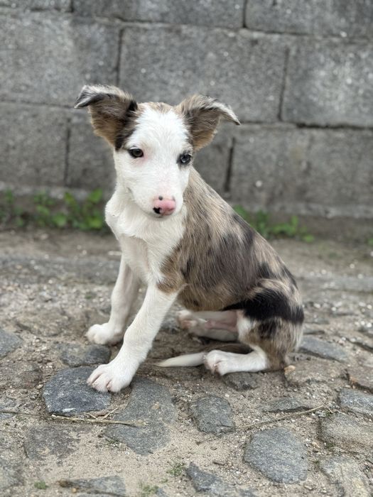Border Collie merle