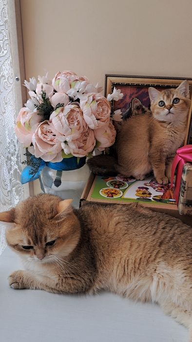 Шикарне кошеня золота шиншила, британське кошенятко