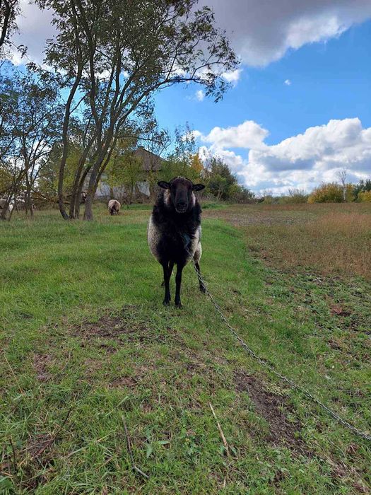 Кози,вівці,козенята