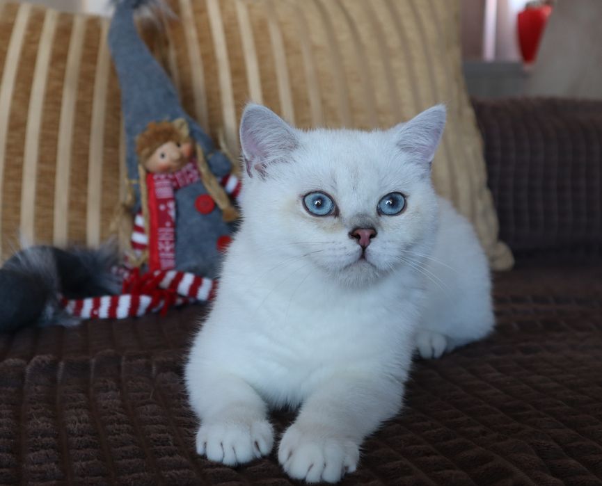 British Shorthair  Chinchilla point