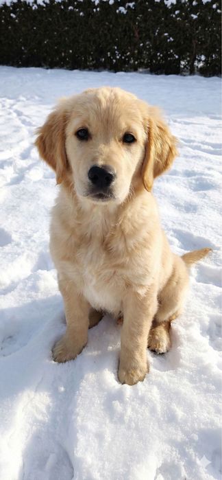 Piesek Golden Retriever
