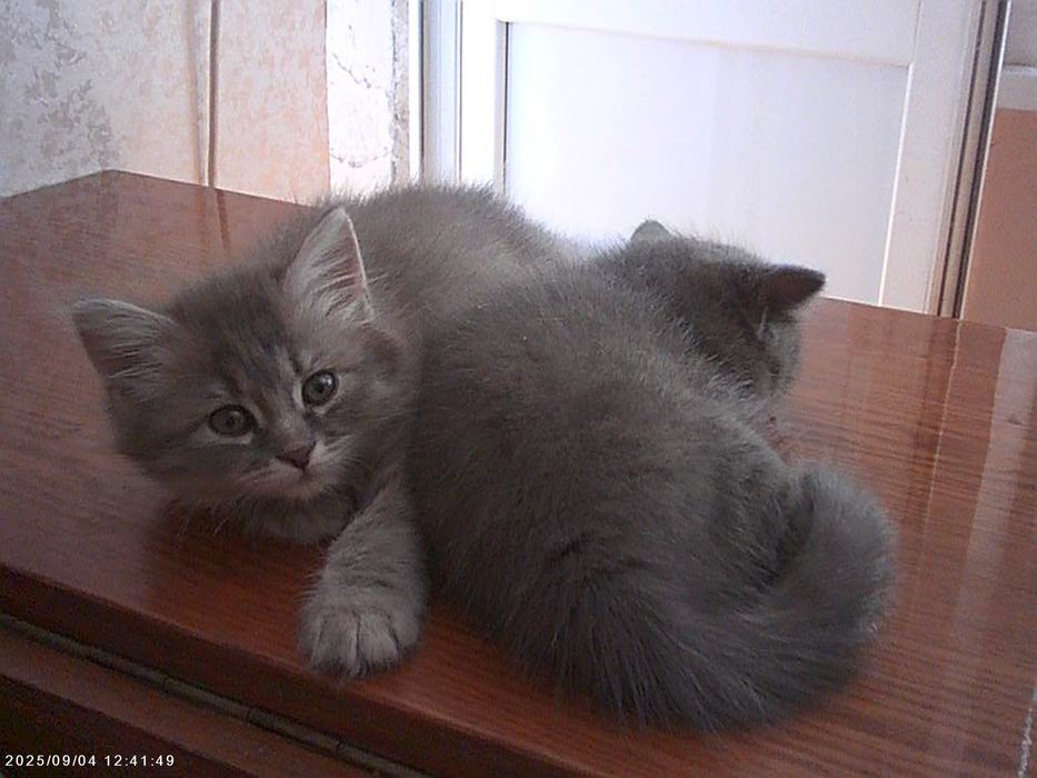 Віддам котикив хлопчик та дівчинка