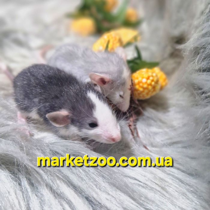 Ексклюзивні Дамбо щурики – рідкісні окраси "Блакитний Хаскі" та "Хаск