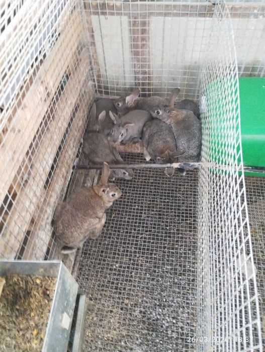 Vende-se Coelhos grandes e pequenos