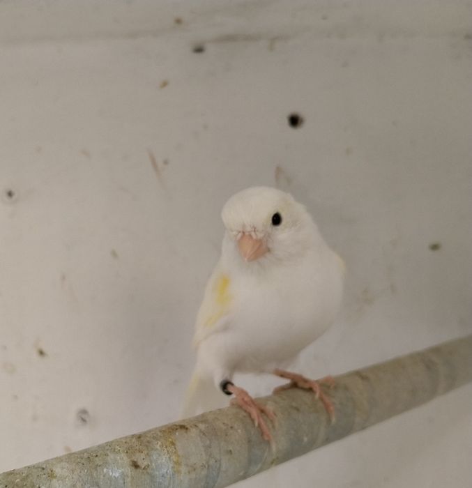 Vendo vários canários  poderei  aceitar troca