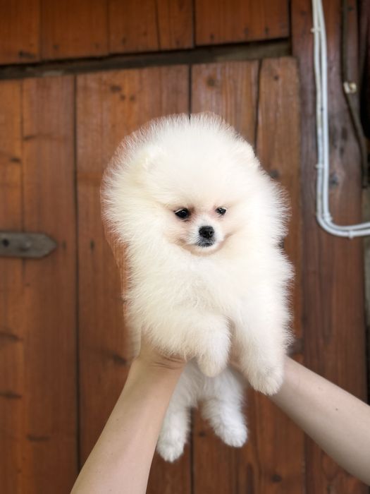 шикарна дівчинка шоу класу