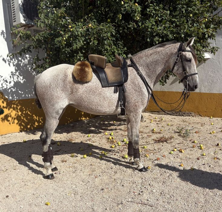 Égua cruzada para venda