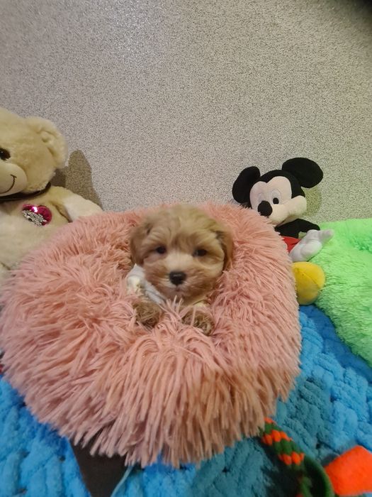 Малята мальтіпу мініки