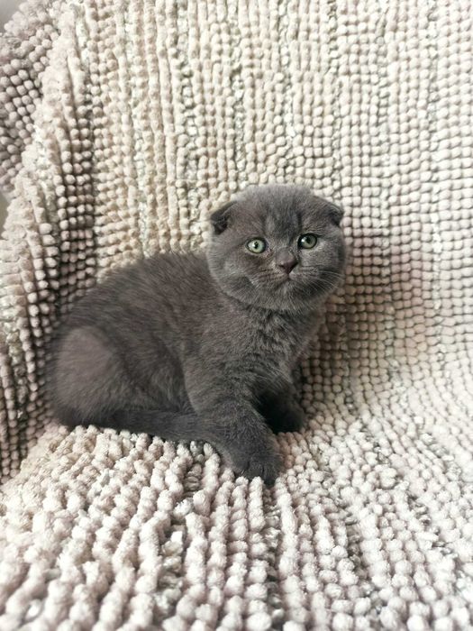 Gatinho Scottish fold