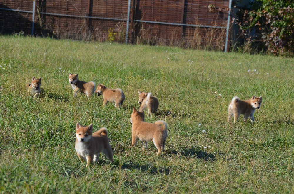 Шиба/Сіба/Shiba, КСУ-FCI! Київ, або відправлю. Є "Оплата частинами"
