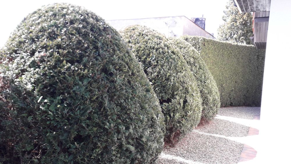 cięcie żywopłotów Formowanie krzewów ozdobnych pielęgnacja ogrodu