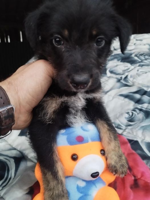 Snoopy para adoção muito responsável