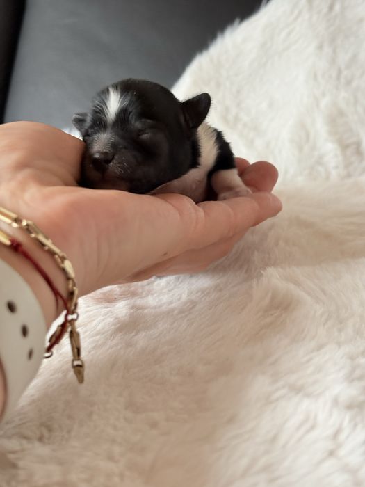 Piesek  Biewer samiec