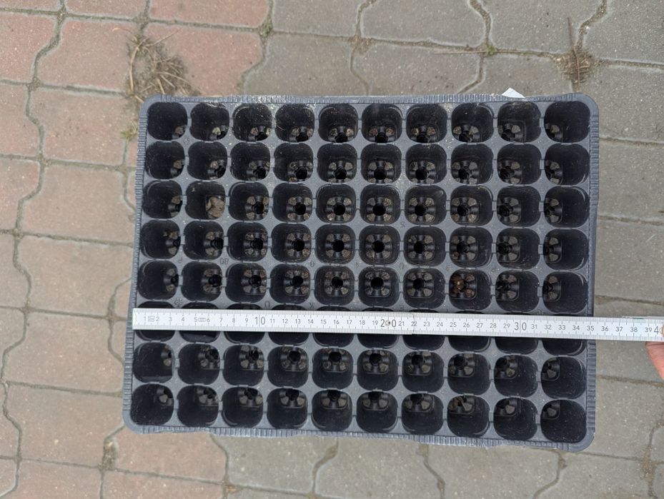 Wielodoniczki / multiplaty