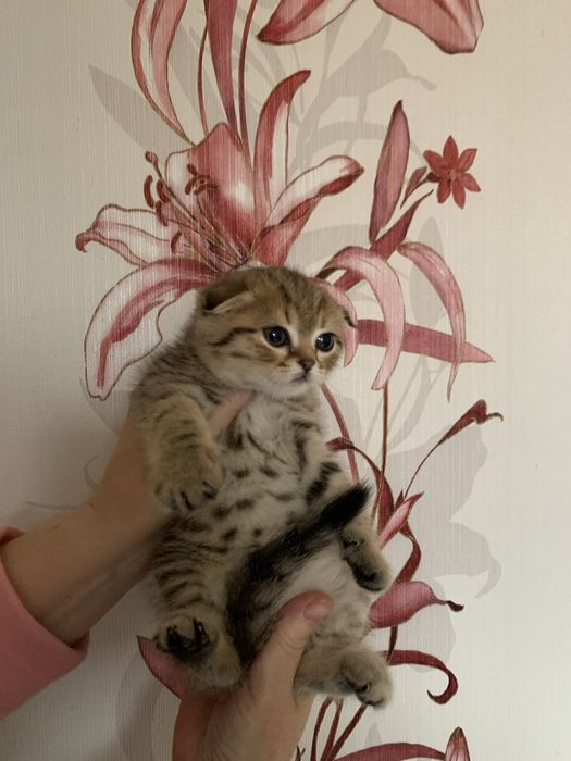 Красивущі кошенятка