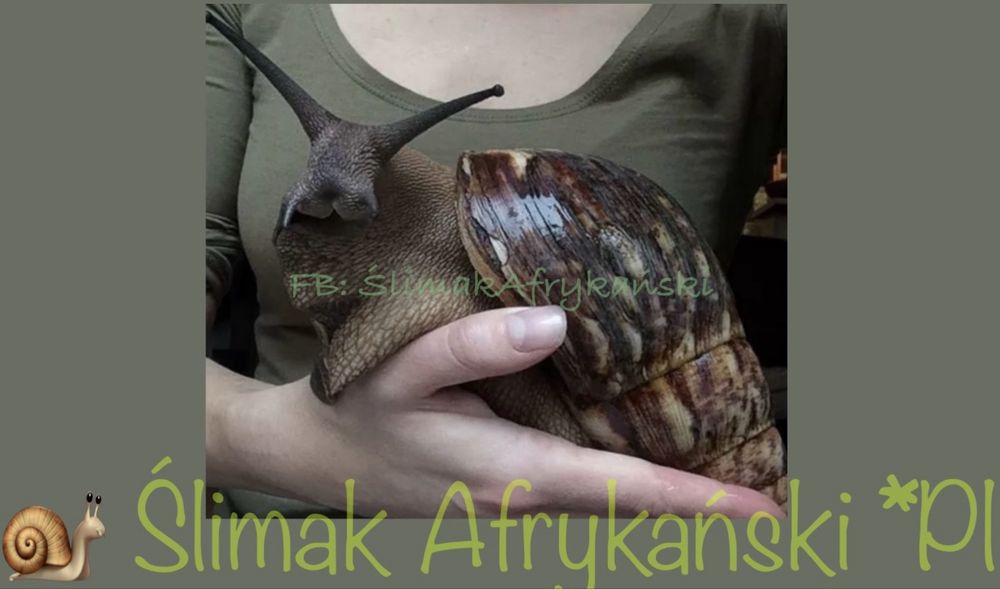 XXXL ‼️Ślimaki Afrykańskie •Lissachatina Achatina fulic. Wwa Sosnowiec