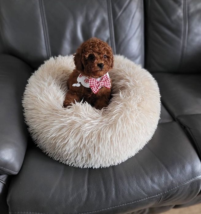 Маленька квіточка той пудель,