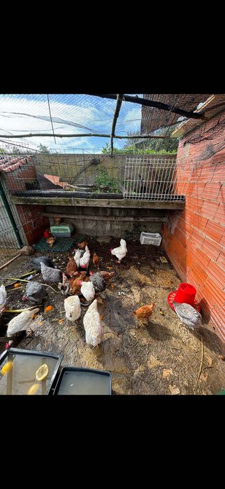 Venda de ovos galinhas, galos e pintos