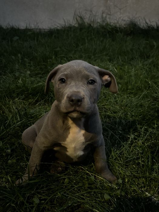 Szczeniak Amstaff