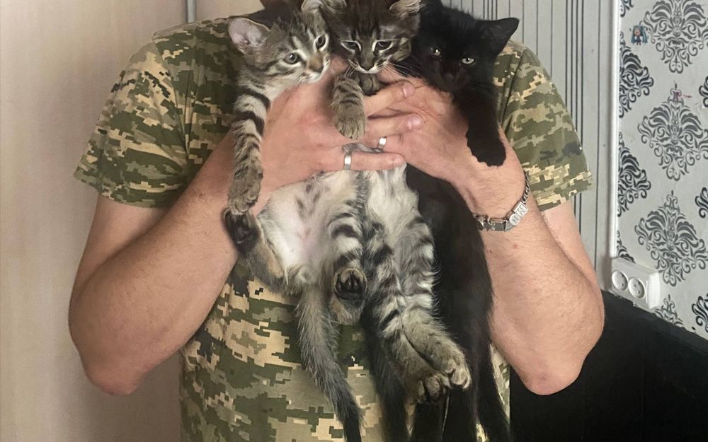 Віддам кошенят в добрі руки