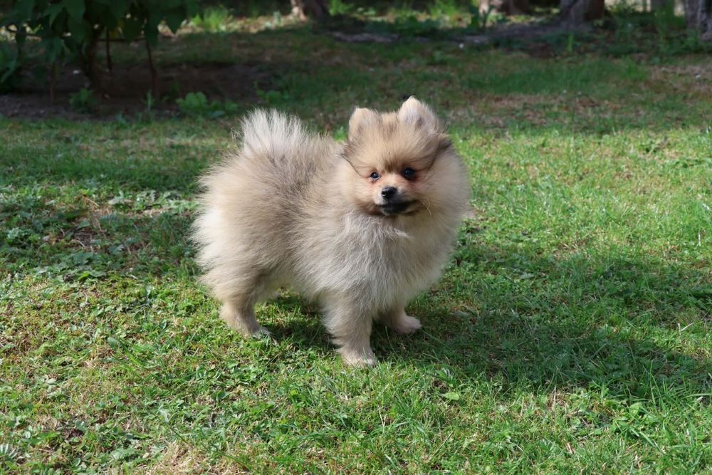 Szpic miniaturowy pomeranian z rodowodem