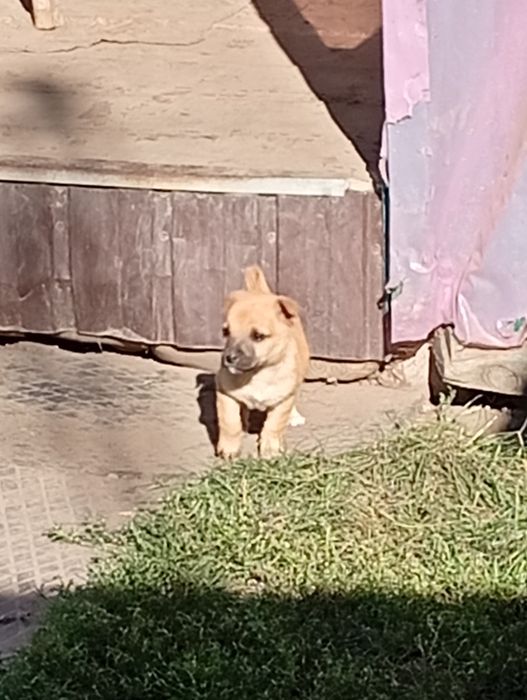 Подарую хороших собачок