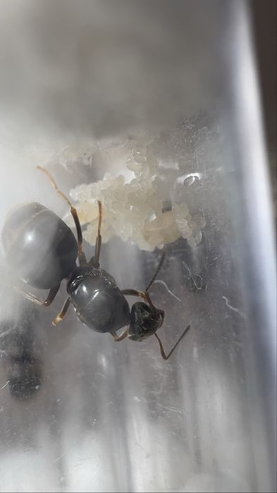 Lasius niger Q + potomstwo  DOSTAWA GRATIS