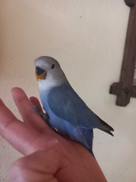 Agarponis domesticados 2025