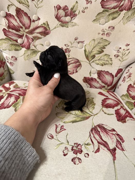 Excelente Pug Carlin de Qualidade