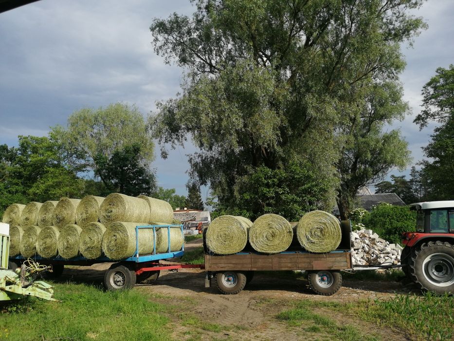 Sianokiszonka w belach najwyższa jakość siano Kownaty Borowe • OLX.pl