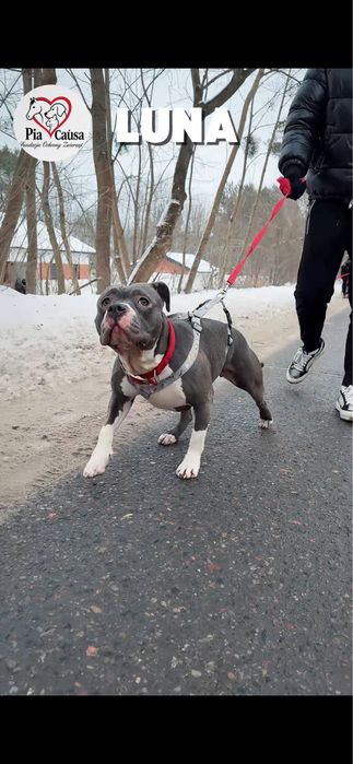 Sunia Luna rasy amstaff szuka domku