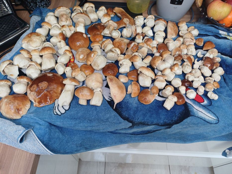 Borowiki suszone ( prawdziwki)