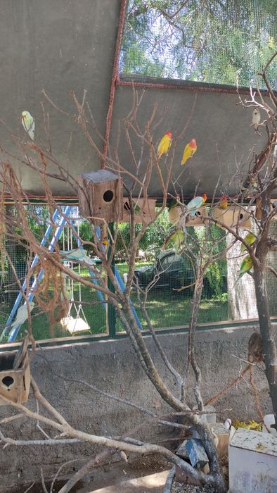 Pássaros: roseicolli