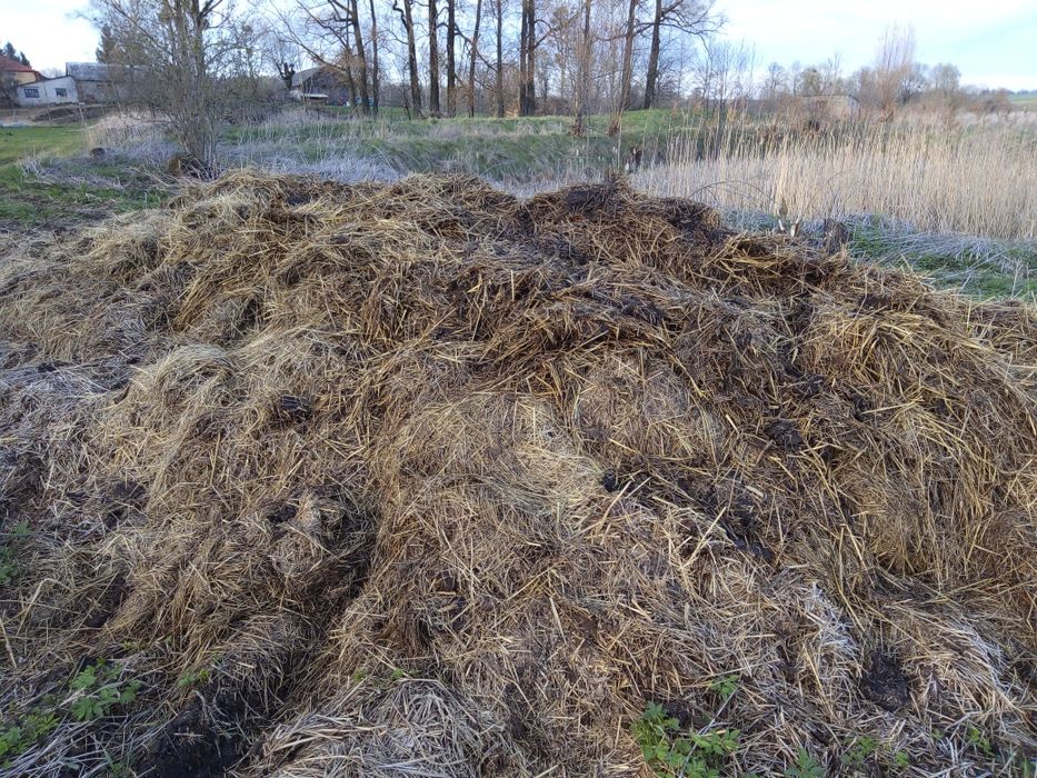 Sprzedam obornik bydlęcy