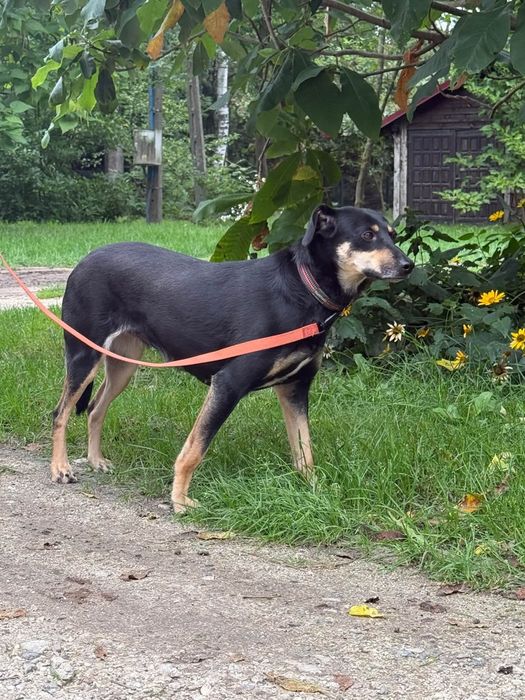 Szukamy spokojnego domu dla wrażliwej Pianki