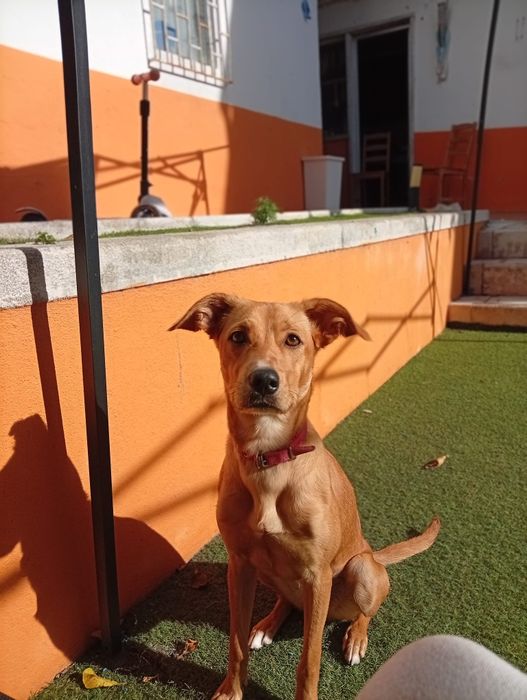 Cadelinha para adoção