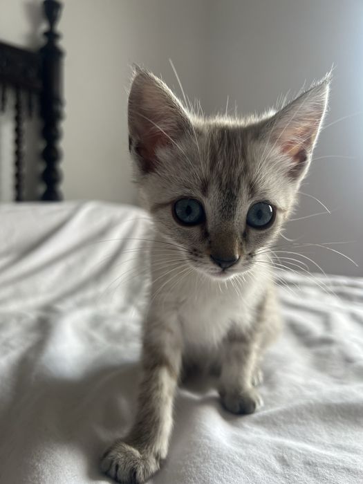 Duas gatinhas para adoção responsável
