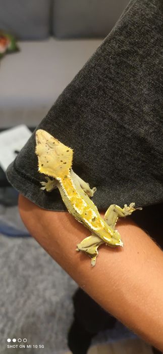 Gekony orzęsione + terrarium