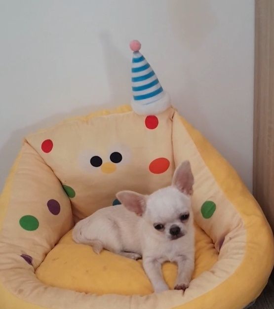 kremowy chłopiec chihuahua