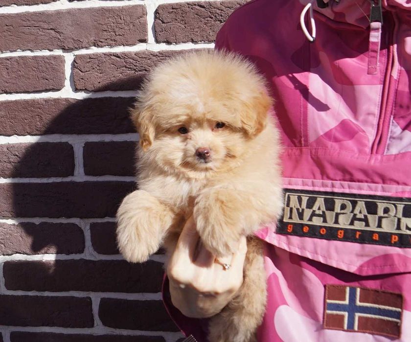 Нереально плюшевый мальчишка pom*a*poo в карамельном окрасе