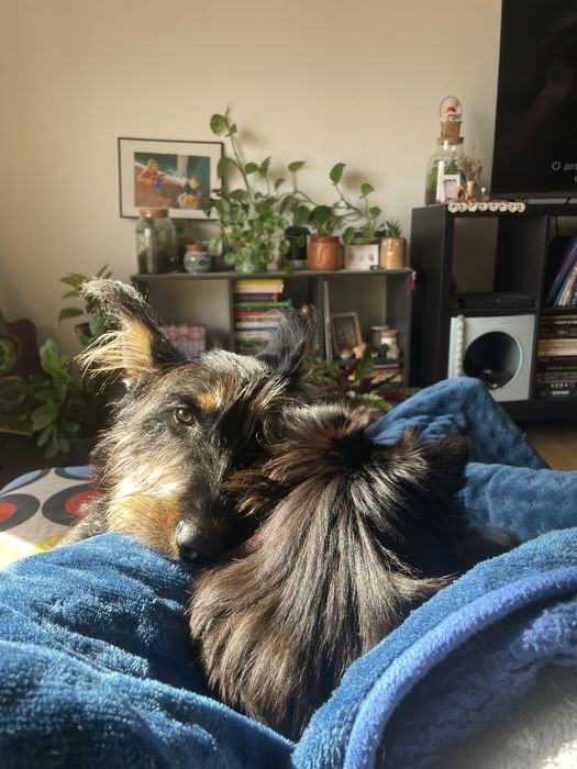 Petsitting e dog walking