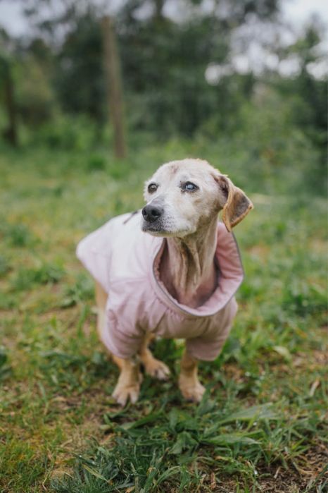 Ofélia para adoção responsável