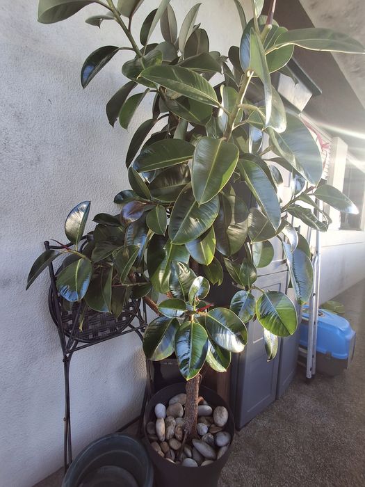 Ficus elastica (borracheira)