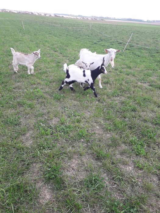 Sprzedam koźlęta mix An +saaneński