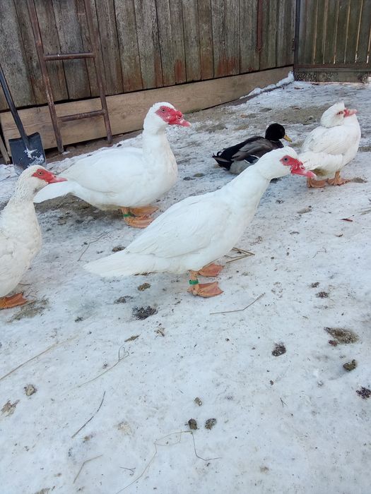 Качки шипуни на продаж